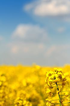Yellow field of canola under blue sky with a bit of clouds with flower in the foreground and shallow depth of field