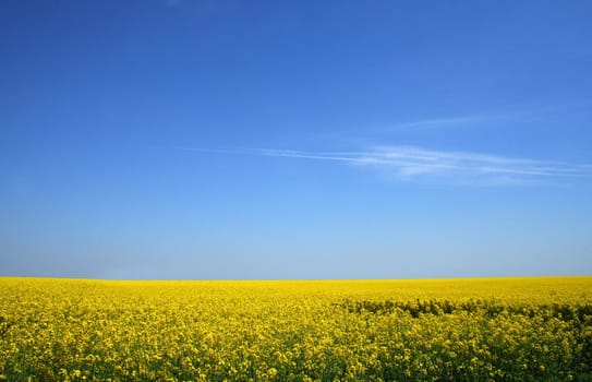 Yellow field of canola under blue sky with a bit of clouds