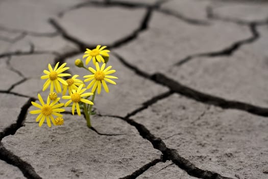 Lonely yellow flower growing on dried cracked soil