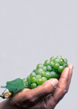 Vertical front view of a hard working hand holding up a fresh white grape with green leaf on gray background