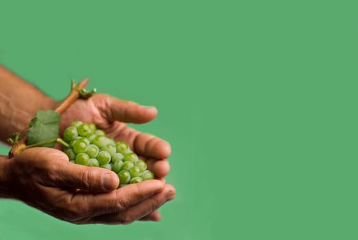 Horizontal front view of a hard working hand holding up a fresh white grape with green leaf on green background