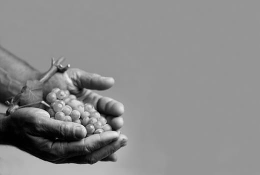 Horizontal front view of hard working hands holding up a fresh white grape with leaf on grey background