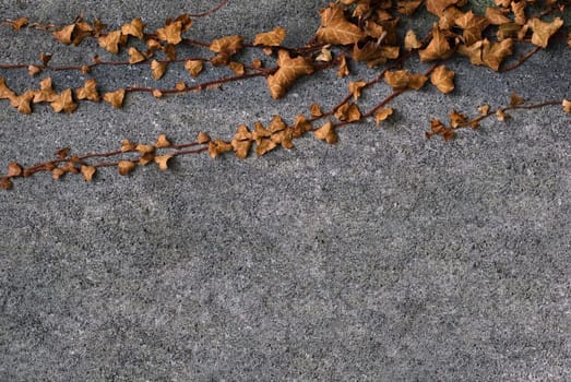 Horizontal front view of brown leaves grown on the top side of a concrete wall