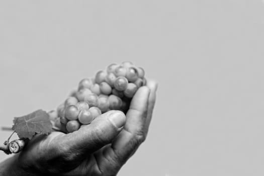Horizontal front view of a hard working hand holding up a fresh grape with leaf on grey background