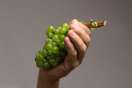 A hard working hand holding up a fresh white grape on grey background