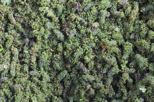 Horizontal top view of many white grapes ready to be squeezed at a winery