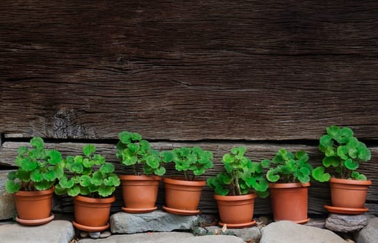 horizontal front view of seven vases with green plants standing on rocks with a wooden wall of a house in the background