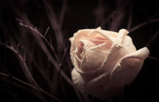 Withered white rose with branches on dark background