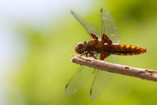 Female flat-bellicose dragonfly - abdomen - in a macro-shot