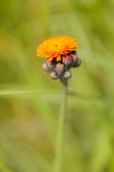 Orange-red hawkweed - Pilosella aurantiaca in a macro image