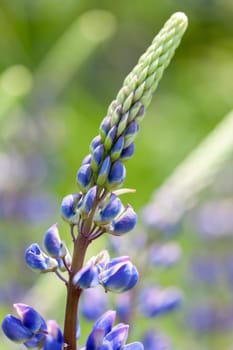 Multi-leaved lupine - Lupinus polyphyllus in a macro image
