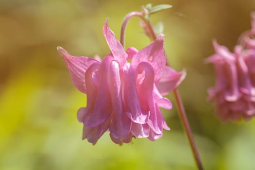 Rosa Akelei - Aquilegia in a macro shot