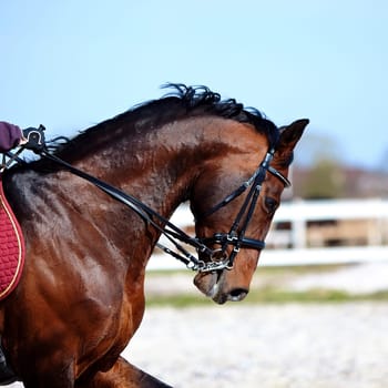 Brown stallion. Portrait of a sports brown horse. Riding on a horse. Thoroughbred horse. Beautiful horse.