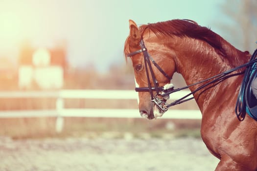 Portrait of a red sports horse on an arena.