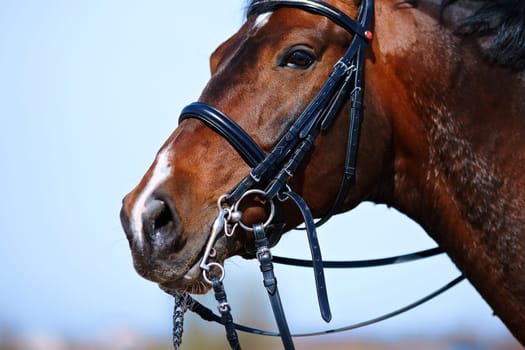 Brown stallion. Portrait of a sports brown horse. Riding on a horse. Thoroughbred horse. Beautiful horse.
