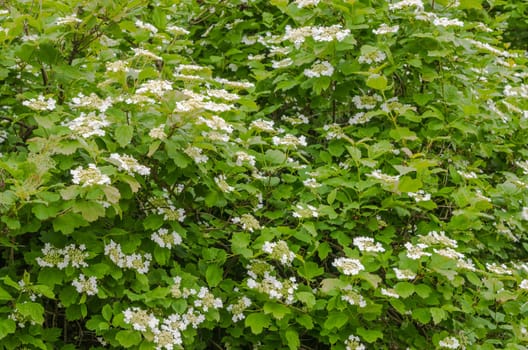 Blossoming guelder-rose, June