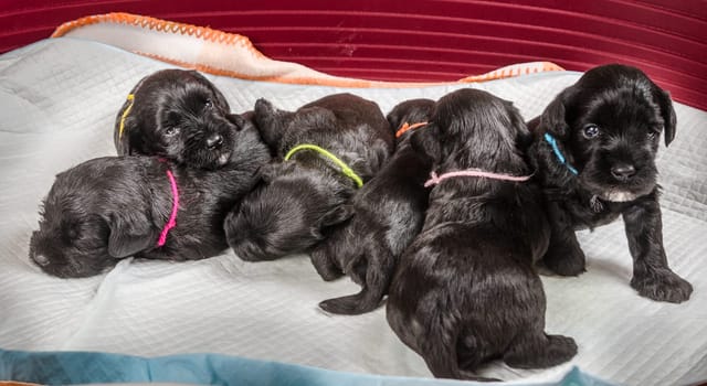 Small group puppi breed Miniature Schnauzer, close-up
