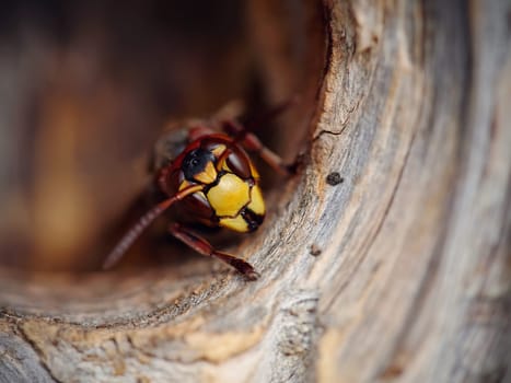 Portrait of a big wasp - a hornet protects an entrance to a nest.