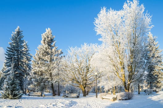 A beautiful city park with trees covered with hoarfrost