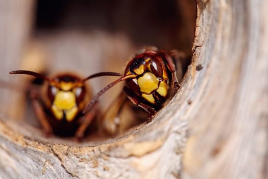 Portrait of two big wasps - hornets about an entrance to a nest.