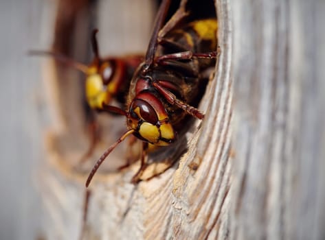 Two big wasps - hornets about an entrance to a nest.