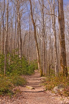 Cucumber Gap Trail in Mountains of the The great Smoky Mountains in Tennessee
