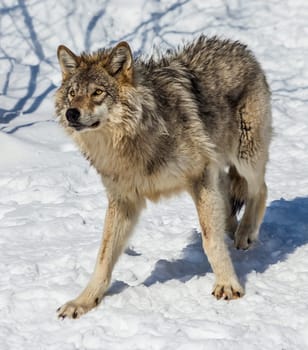 Close-up of a gray wolf, in the snow, looking up at the camera.
