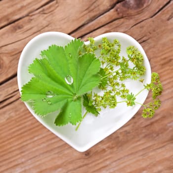 Homeopathy and cooking with medicinal herbs,lady's mantle