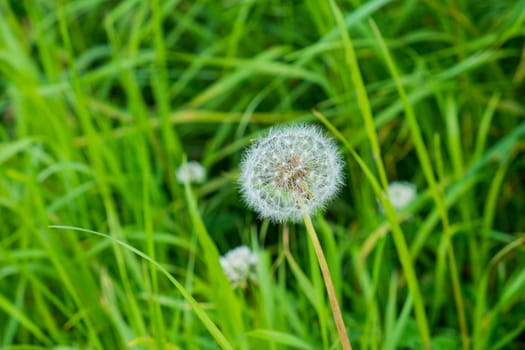 close up of wild growing dandelion seed head in a grassy location