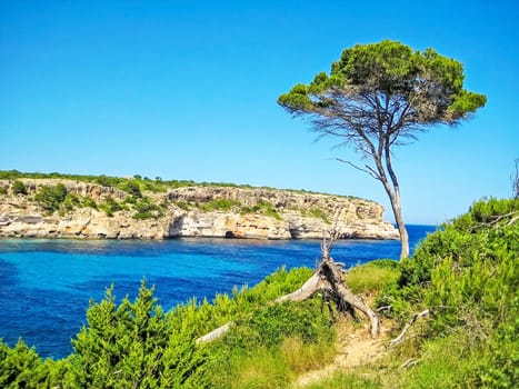 Single pine tree at picturesque cliff coast with turquoise ocean water and mountain in background