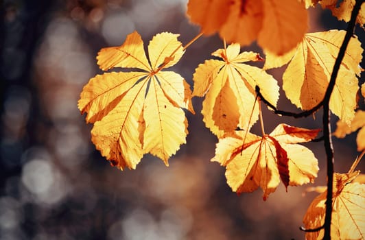 Autumn yellow leaves of the chestnut tree, lit by the sun.