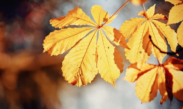 Autumn yellow leaves of the chestnut tree, lit by the sun. Golden autumn.