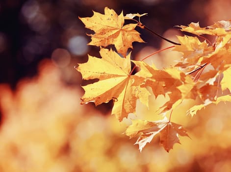 The branch with autumn yellow maple leaves lit with the sun. Golden autumn.
