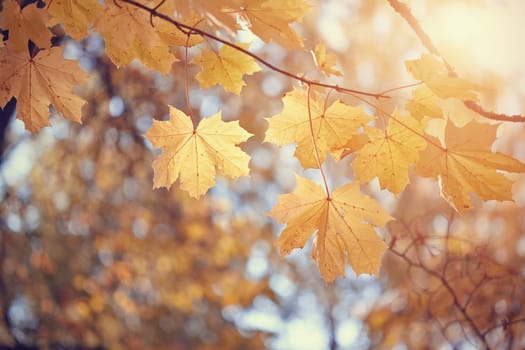 The yellow maple leaves lit with the sun in the autumn afternoon.