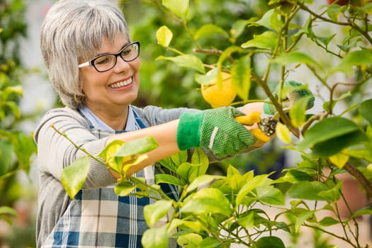 Beautiful mature woman taking care of the garden