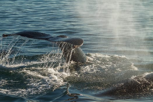 The Tail of a Humpback Whale When Diving. Backlight Emphasis All the Splash and Drops of Water.