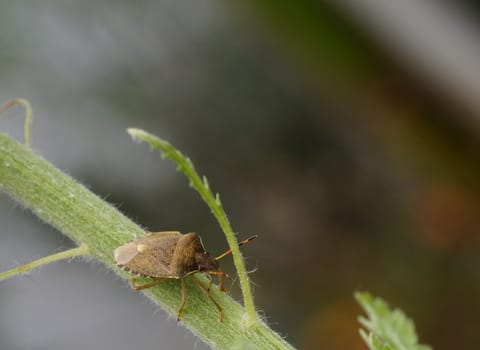 Leaf bug