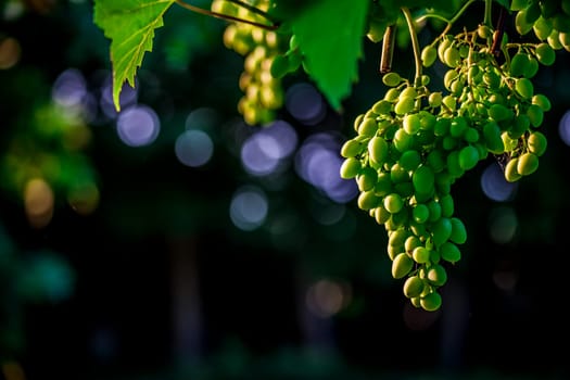Vine and bunch of white grapes in a italian summer garden