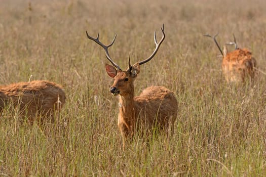 Spotted Deer in the Grasslands on Kanha National Park in India
