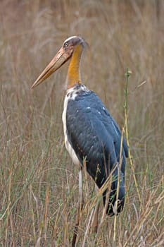Lesser Adjutant Stork in the Grasses of Kanha National Park in India