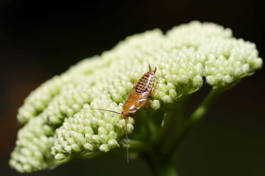 cockroach