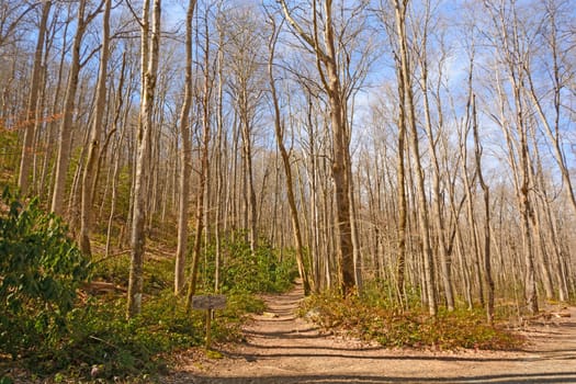 Mountain Trail on a Spring Day in the Great Smoky Mountains in Tennessee
