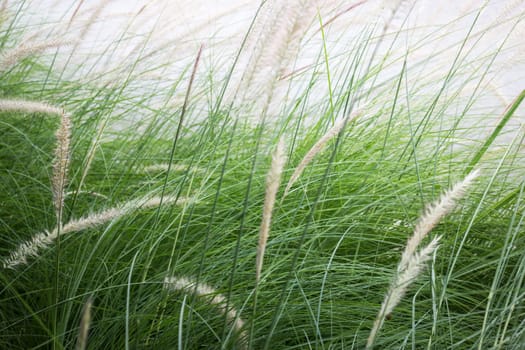 Grass flower background in nature, stock photo