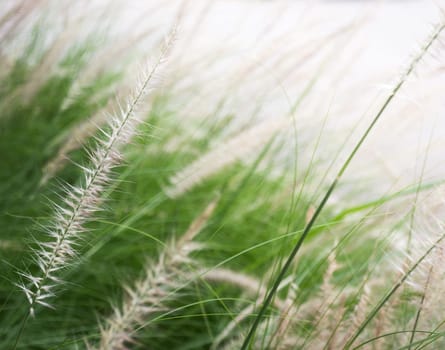 Grass flower background in nature, stock photo