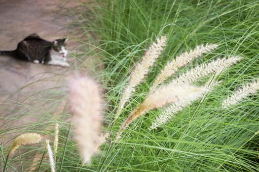 Grass flower background in nature, stock photo