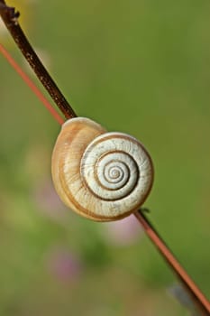 Western heath snail (Helicella itala) on stalk