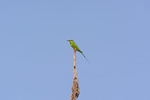 Green Bee-eater in a tree in Kanha National Park in India