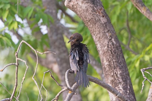 Indian Cormorant in a Tree in Kanha National Park in India