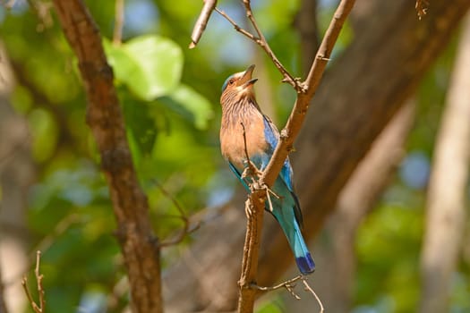 Indian Roller in a tree in Kanha National Park in India
