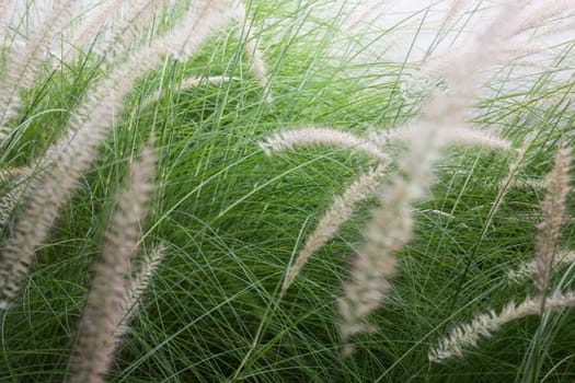 Grass flower background in nature, stock photo